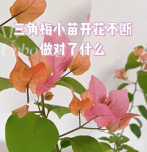 三角梅小苗的养护方法是什么？