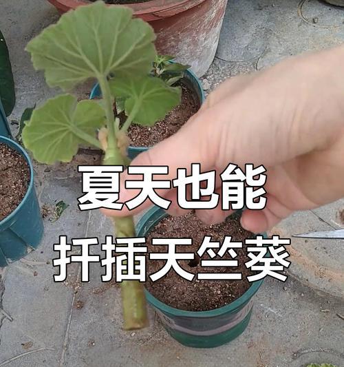 扦插天竺葵快速生长的秘诀是什么？