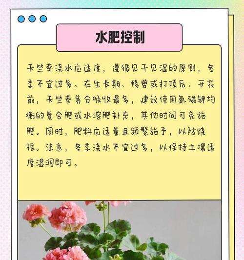 扦插天竺葵快速生长的秘诀是什么？