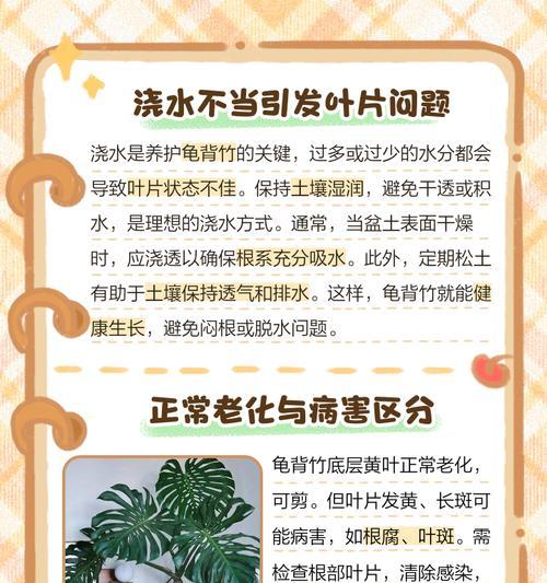 仙洞龟背竹叶子发黄的原因是什么？