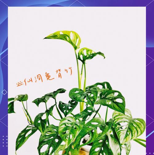 仙洞龟背竹叶子发黄的原因是什么？