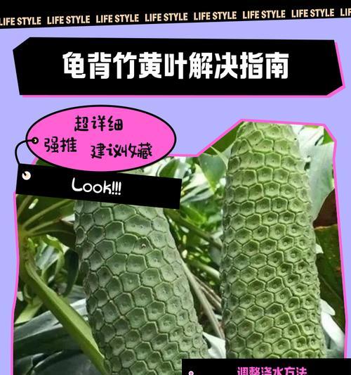 仙洞龟背竹叶子发黄的原因是什么？