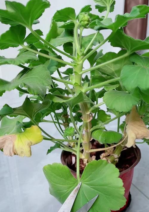 天竺葵长势不旺黄叶是什么原因？如何解决？