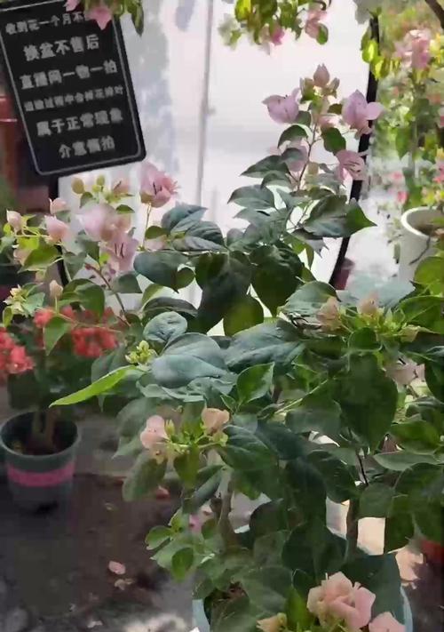 天竺葵长势不旺黄叶是什么原因？如何解决？