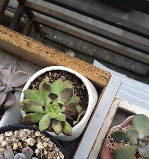 蓝鸟叶子张开发黄的原因及解决方法？