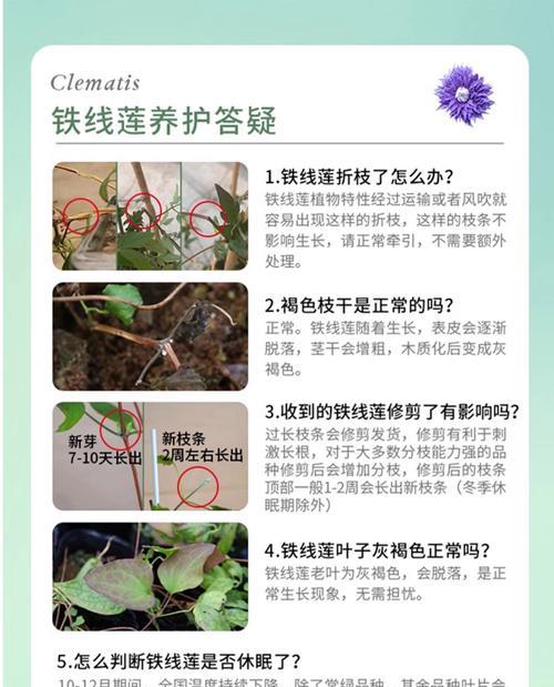 铁线莲小苗长花苞如何管理？需要注意什么？