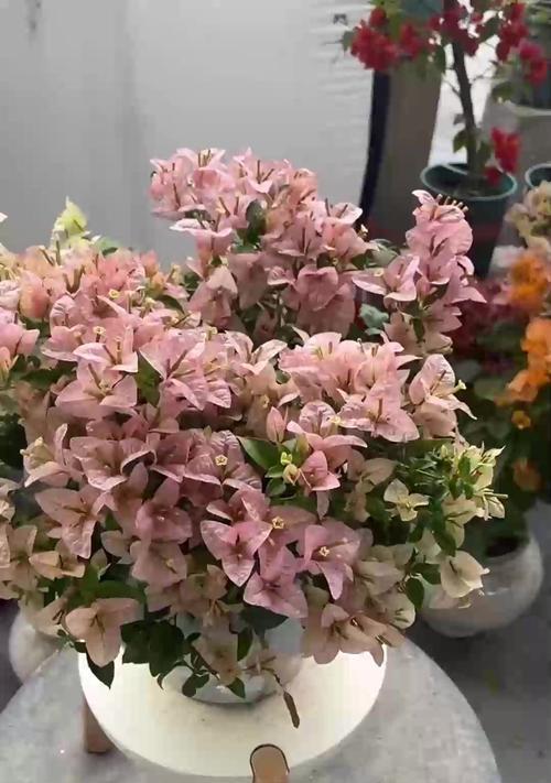 铁线莲小苗长花苞如何管理？需要注意什么？