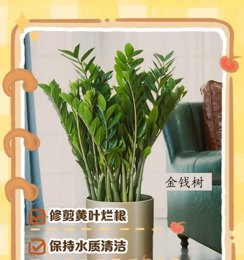 蓝竹叶子发黄怎么办？如何正确处理？