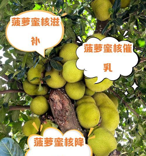菠萝蜜籽浇水有哪些技巧？