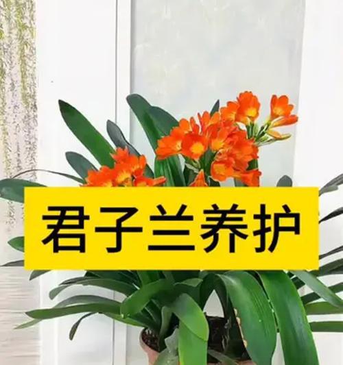 君子兰如何正确下土？最佳养护方法是什么？