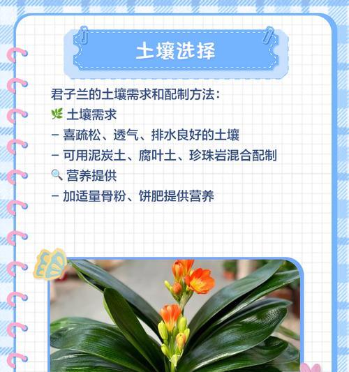 君子兰如何正确下土？最佳养护方法是什么？