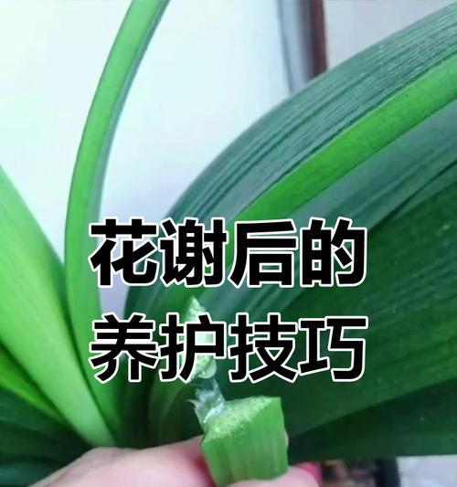 君子兰如何正确下土？最佳养护方法是什么？