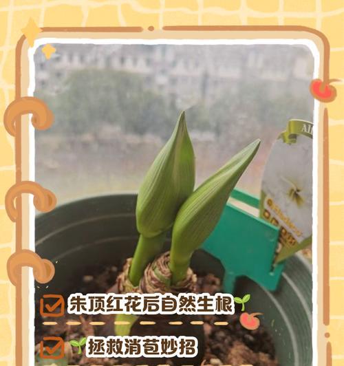 朱顶红削底了变红了是什么情况？是否正常？