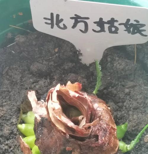 朱顶红削底了变红了是什么情况？是否正常？