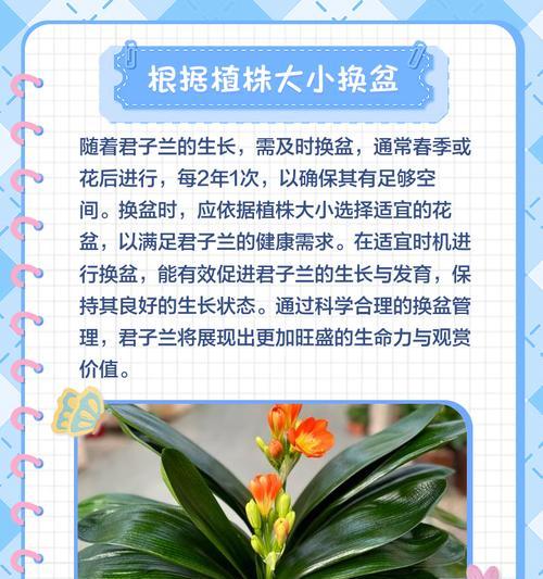 君子兰新芽分盆的最佳时机和步骤是什么？