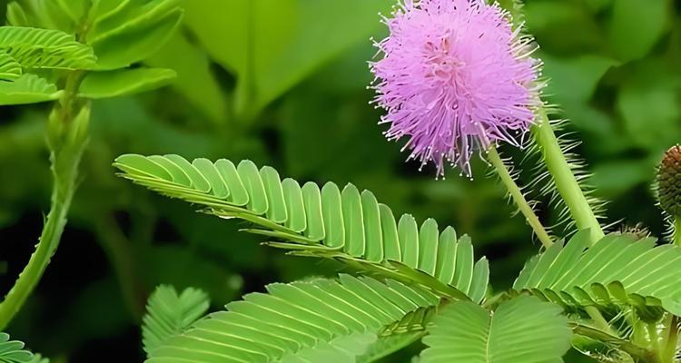 珍柏盆景的正确浇水方法是什么？多久浇一次水？