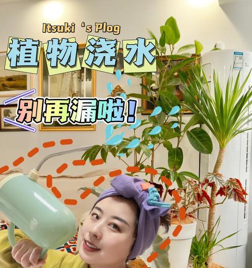 珍柏盆景的正确浇水方法是什么？多久浇一次水？