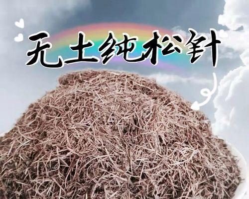 君子兰土如何发酵？步骤和注意事项是什么？