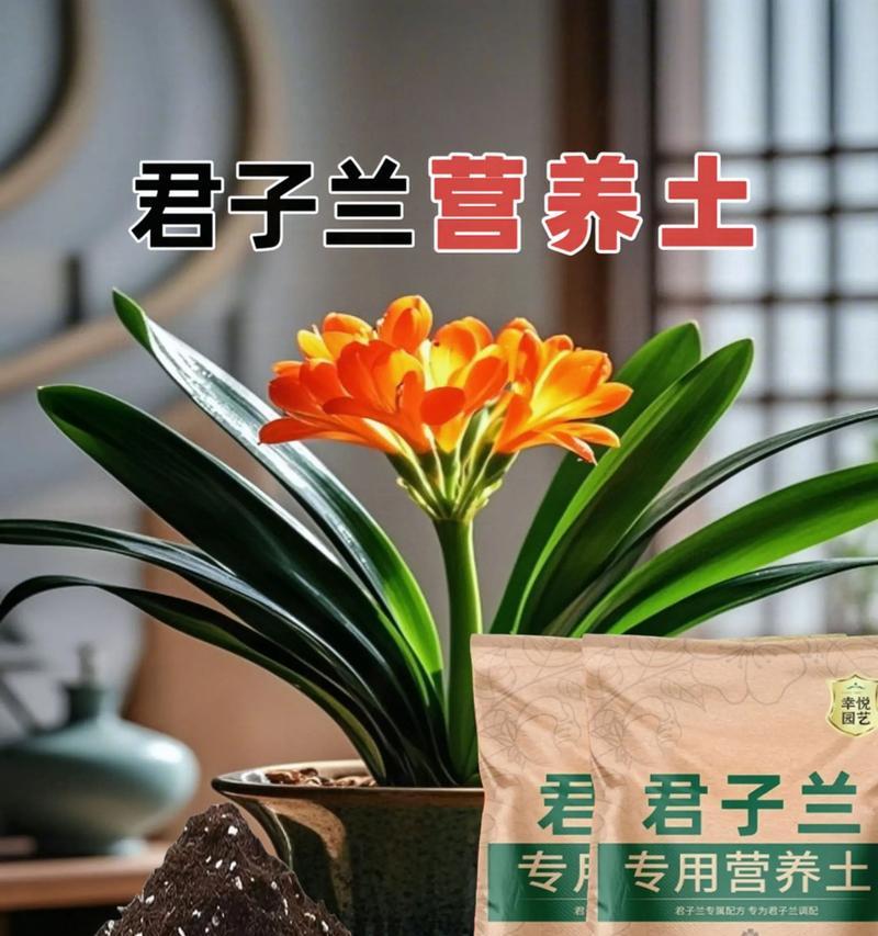 君子兰土如何发酵？步骤和注意事项是什么？