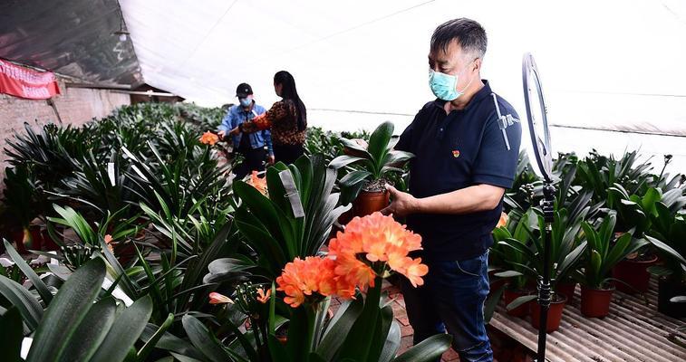 君子兰浇废油的正确方法是什么？