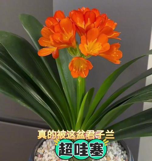 君子兰浇废油的正确方法是什么？