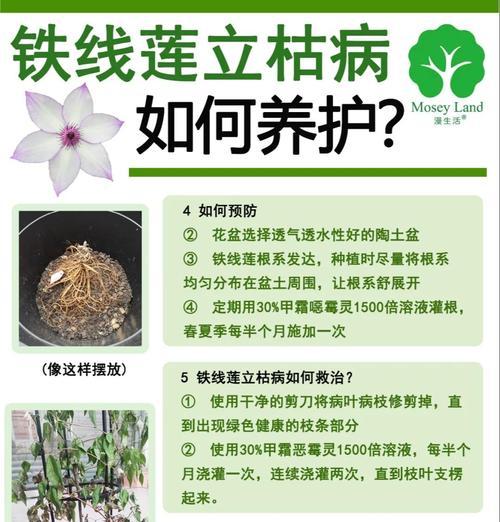 铁线莲剪重了怎么办？如何进行补救措施？