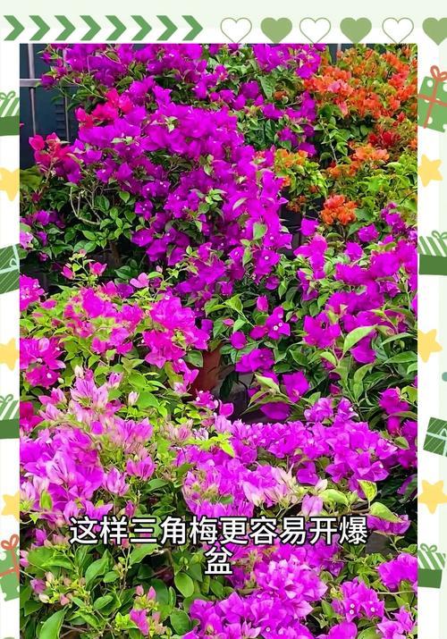 三角梅修剪枝条的最佳时机是什么时候？