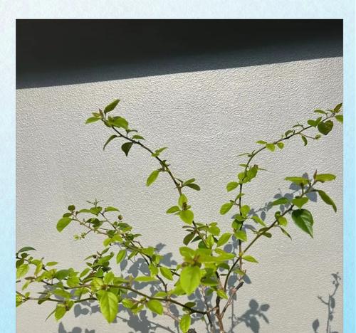 三角梅修剪枝条的最佳时机是什么时候？
