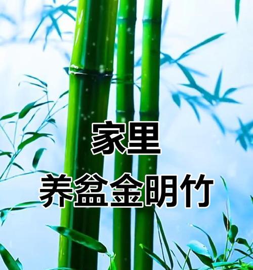金明竹小型观赏植物的种类有哪些？