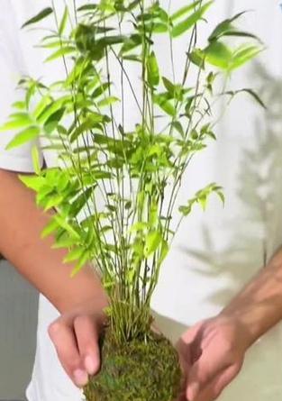 金明竹小型观赏植物的种类有哪些？