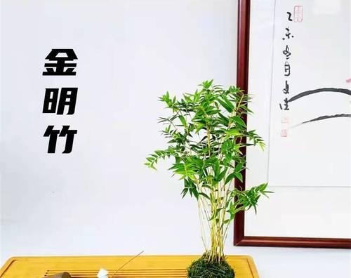 金明竹小型观赏植物的种类有哪些？