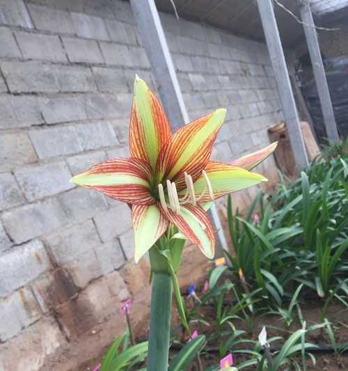 朱顶红价格昂贵的原因是什么？市场行情如何？