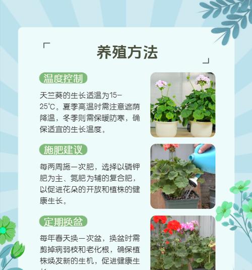 天竺葵重瓣四季的养护方法是什么？需要注意哪些问题？