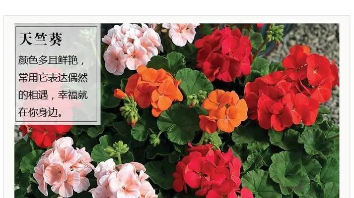 天竺葵重瓣四季的养护方法是什么？需要注意哪些问题？