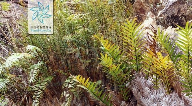 斛蕨观赏植物有哪些？斛蕨的养护方法是什么？