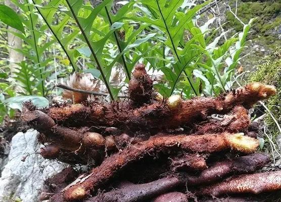 斛蕨观赏植物有哪些？斛蕨的养护方法是什么？