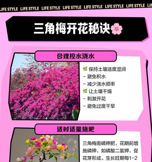 三角梅制作干花的步骤是什么？
