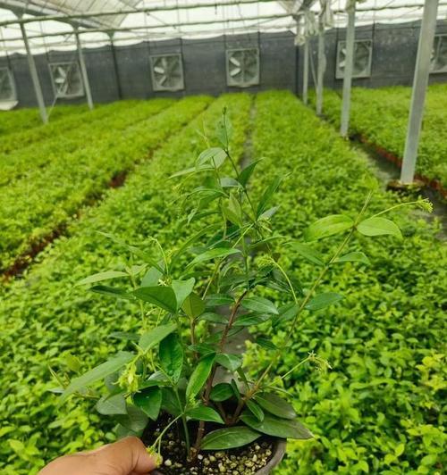 冬天风车茉莉浇水方法是什么？如何避免过度浇水？