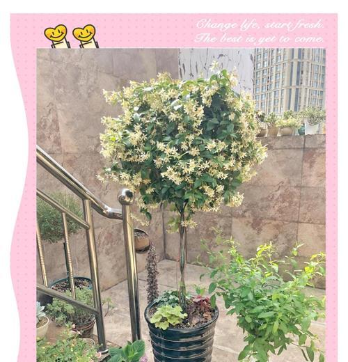 冬天风车茉莉浇水方法是什么？如何避免过度浇水？