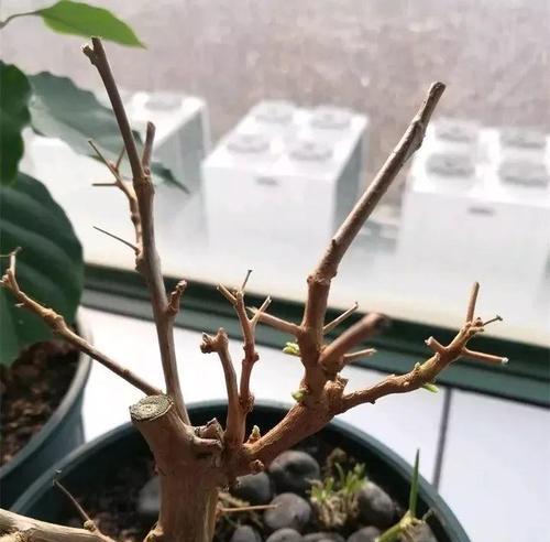 三角梅粗杆锯掉的正确方法是什么？