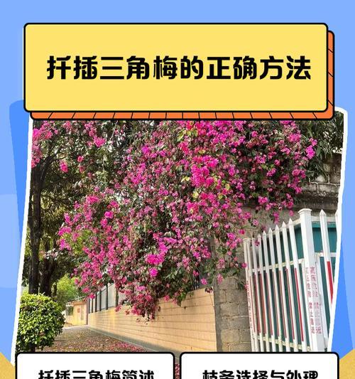 三角梅粗杆锯掉的正确方法是什么？