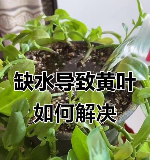 牡丹移栽后叶子发黄枯萎如何处理？有效方法是什么？
