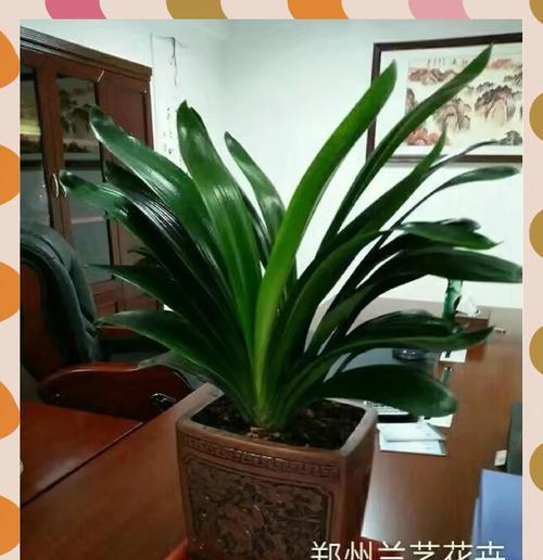 君子兰根部受损如何处理？养护技巧有哪些？