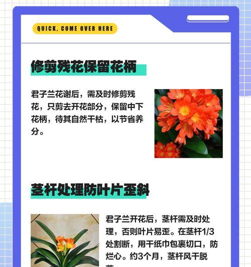 君子兰根部受损如何处理？养护技巧有哪些？