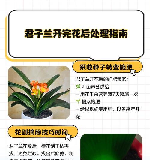 君子兰根部受损如何处理？养护技巧有哪些？