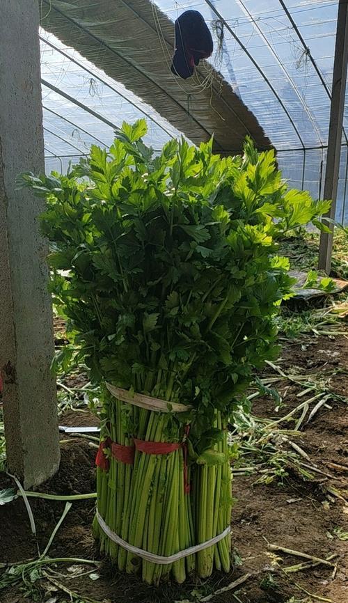芹菜在什么时间播种最好？播种芹菜的技巧有哪些？