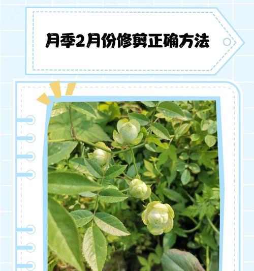 月季使用松针土的正确方法是什么？