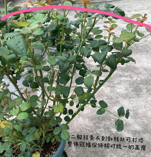 春季如何养护爆花月季？