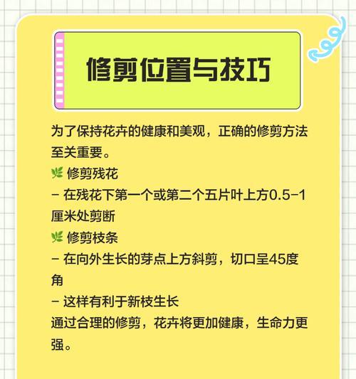 春季如何养护爆花月季？