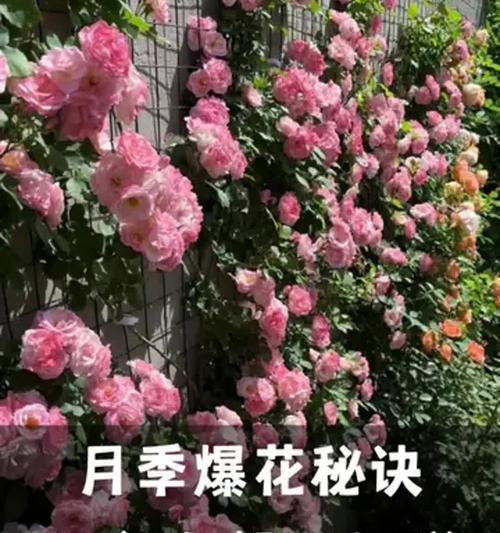 春季如何养护爆花月季？